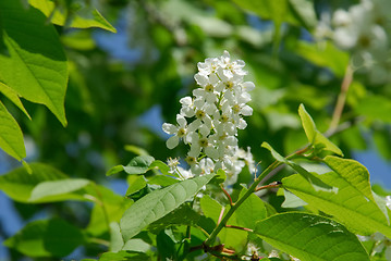 Image showing Bird cherry