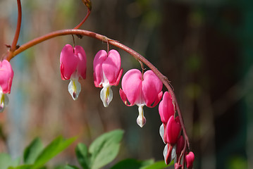 Image showing Pink flowers