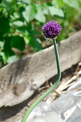 Image showing Flower of burr