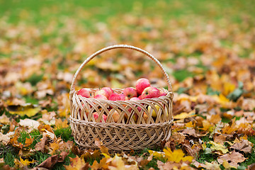 Image showing wicker basket of ripe red apples at autumn garden