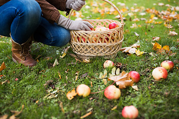 Image showing woman with basket picking apples at autumn garden