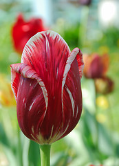 Image showing Tulip