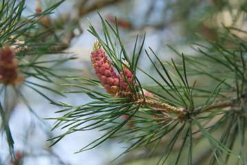 Image showing Buds of pinecone