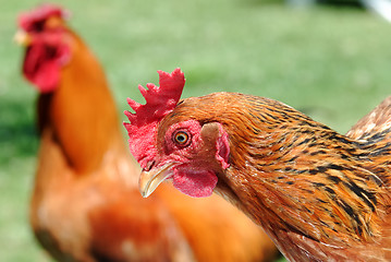 Image showing Chicken and cock