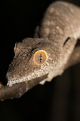 Image showing Giant leaf-tailed gecko, Uroplatus fimbriatus