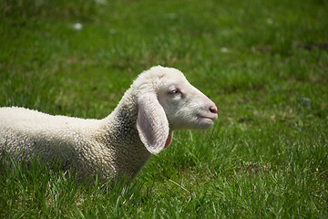 Image showing Sheeps at the Gruenwaldkopf, Obertauern, Austria