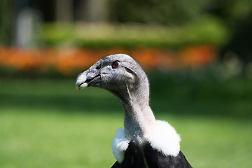 Image showing Andean condor (Vultur gryphus)