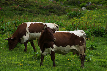 Image showing Cows in the Salzburg County, Austria