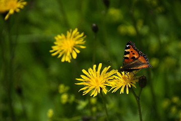 Image showing common dandelion (Taraxacum sect. Ruderalia)