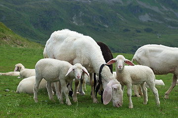 Image showing Sheeps at the Gruenwaldkopf, Obertauern, Austria