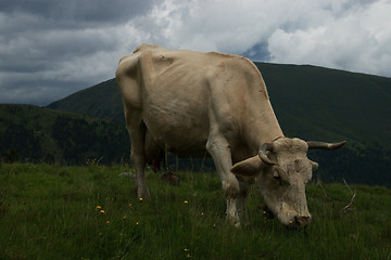 Image showing Cow at the Nock Alp, Austria