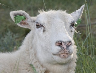 Image showing Sheep