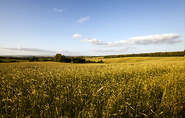Image showing agricultural field. cereals