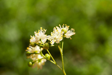 Image showing yellow flowers of linden