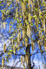 Image showing trees in the spring