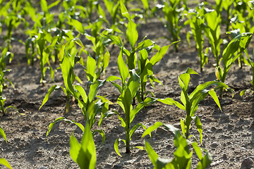 Image showing Field with corn