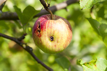 Image showing apples on the tree