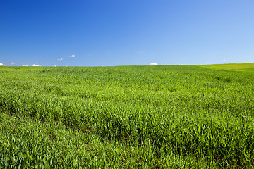 Image showing Field with cereal