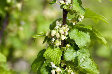 Image showing spring flowering currant