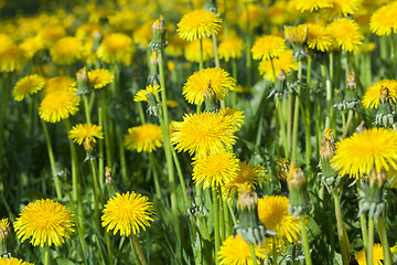 Image showing yellow dandelions in spring