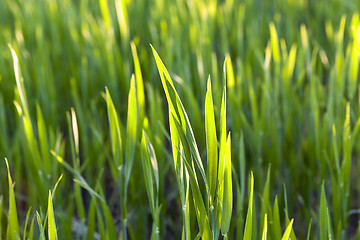 Image showing Field with cereal