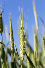 Image showing green immature cereals