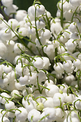 Image showing Forest lily of the valley close-up