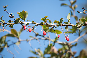 Image showing barberries