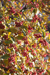 Image showing arrow-wood raisin berries pattern