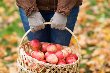 Image showing close up of woman with apples in basket at autumn