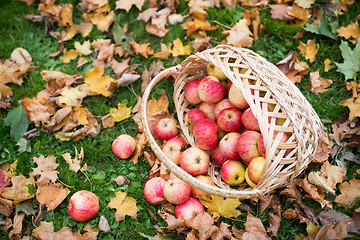 Image showing wicker basket of ripe red apples at autumn garden