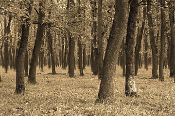 Image showing abstract view of oak forest