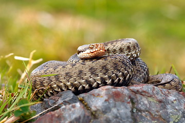 Image showing beautiful female european common adder