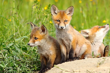 Image showing beautiful fox cubs