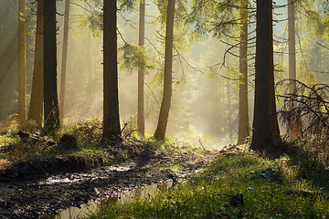 Image showing beautiful morning light in spruce forest