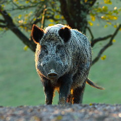 Image showing big wild boar looking at camera