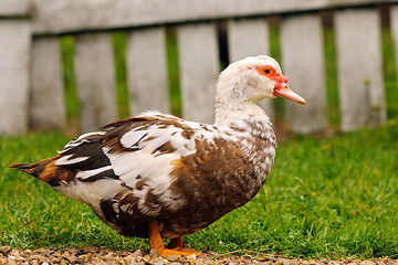 Image showing Cairina moschata at the farm