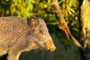 Image showing close up of wild boar