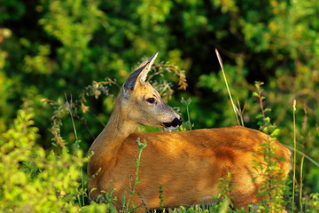 Image showing close up of wild roe deer doe