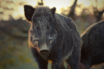 Image showing closeup of wild boar in sunset light