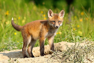 Image showing curious european red fox cub