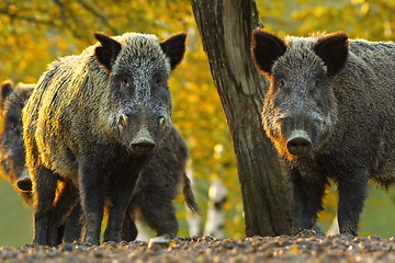 Image showing curious wild boars
