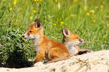 Image showing cute red fox cubs