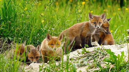 Image showing cute wild red fox cubs