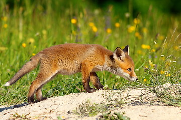Image showing cute young fox