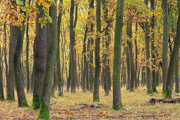 Image showing detail of oak forest in autumn