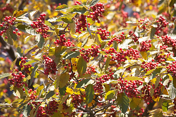 Image showing arrow-wood raisin berries pattern