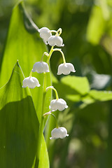 Image showing lily-of-the-valley
