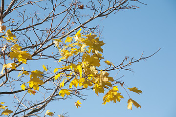 Image showing The last fall leaves