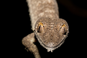 Image showing Giant leaf-tailed gecko, Uroplatus fimbriatus